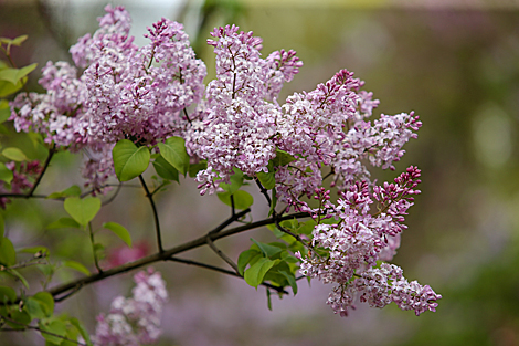 Week of Lilac in Minsk Botanical Garden