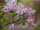 Week of Lilac in Minsk Botanical Garden