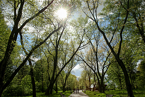 Week of Lilac in Minsk Botanical Garden