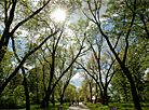 Week of Lilac in Minsk Botanical Garden