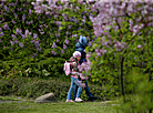 Week of Lilac in Minsk Botanical Garden