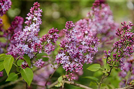 Lilac in bloom in Botanical Garden