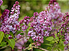 Lilac in bloom in Botanical Garden