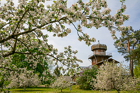Цветение яблоневого сада в музее-усадьбе Ильи Репина 