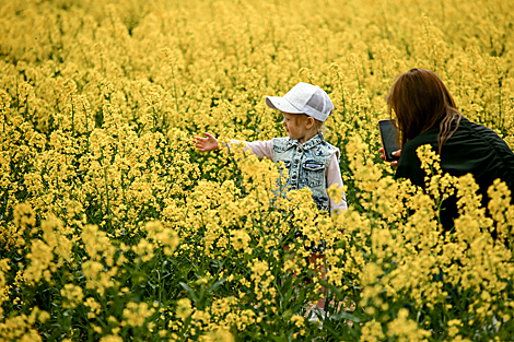 Colza fields in Minsk District