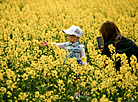 Colza fields in Minsk District