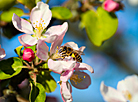 May blossoms in Minsk Oblast