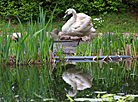 Young mute swan