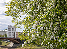Apple trees in bloom in Vitebsk