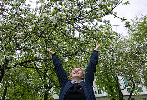 Apple trees in bloom in Vitebsk