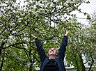 Apple trees in bloom in Vitebsk