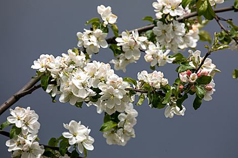 Apple tree in blossom in Vitebsk