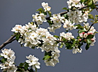 Apple tree in blossom in Vitebsk
