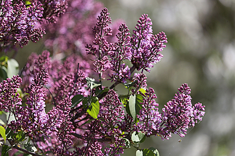 Lilac in bloom