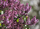 Lilac in bloom