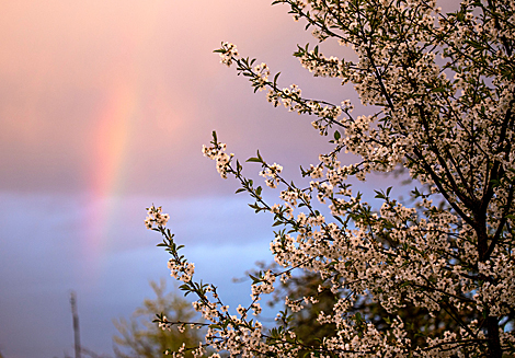 A rainbow over blooming cherry 