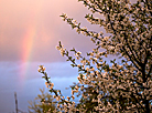 A rainbow over blooming cherry 