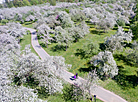 Spring in Loshitsa Park