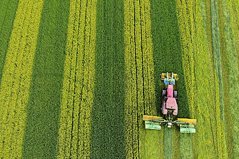 Harvesting of winter colza, winter rye in Grodno Oblast