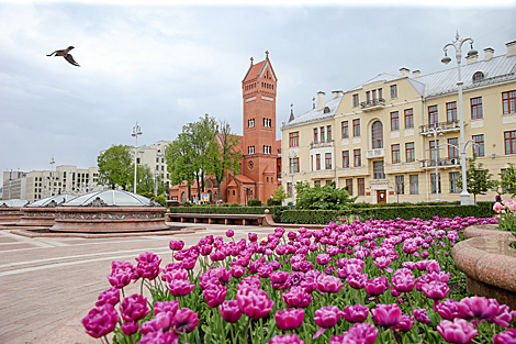 В Минске цветут тюльпаны