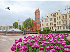 Tulips in bloom in Minsk
