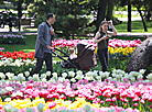 Thousands of tulips planted at Gomel Palace and Park Ensemble