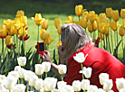 Цветение тюльпанов на территории Гомельского дворцово-паркового ансамбля