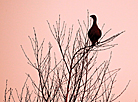 Black grouse in Novogrudsky District