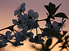 Spring blossoms in Grodno