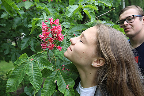 Цветение красных каштанов в Гомеле 