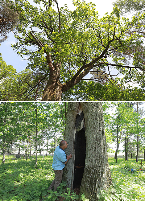 Century-old oak in Borki