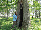 Century-old oak in Borki