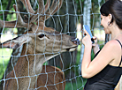 Safari park in Pripyatsky National Park