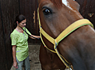 Olympic Training Center for Equestrian Sports and Horse Breeding