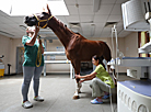 Olympic Training Center for Equestrian Sports and Horse Breeding