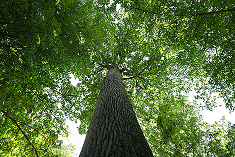 Belovezhskaya Pushcha National Park