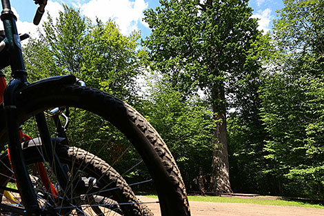 Belovezhskaya Pushcha National Park