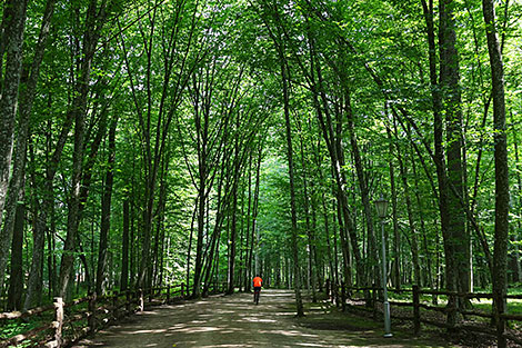 Belovezhskaya Pushcha National Park