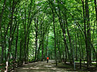 Belovezhskaya Pushcha National Park