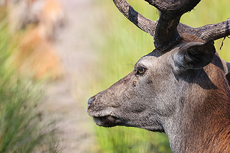 Belovezhskaya Pushcha National Park