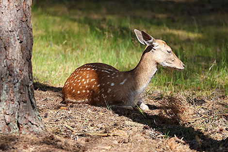 Belovezhskaya Pushcha National Park