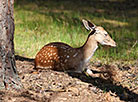 Belovezhskaya Pushcha National Park