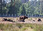 Belovezhskaya Pushcha National Park