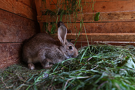 Belovezhskaya Pushcha National Park