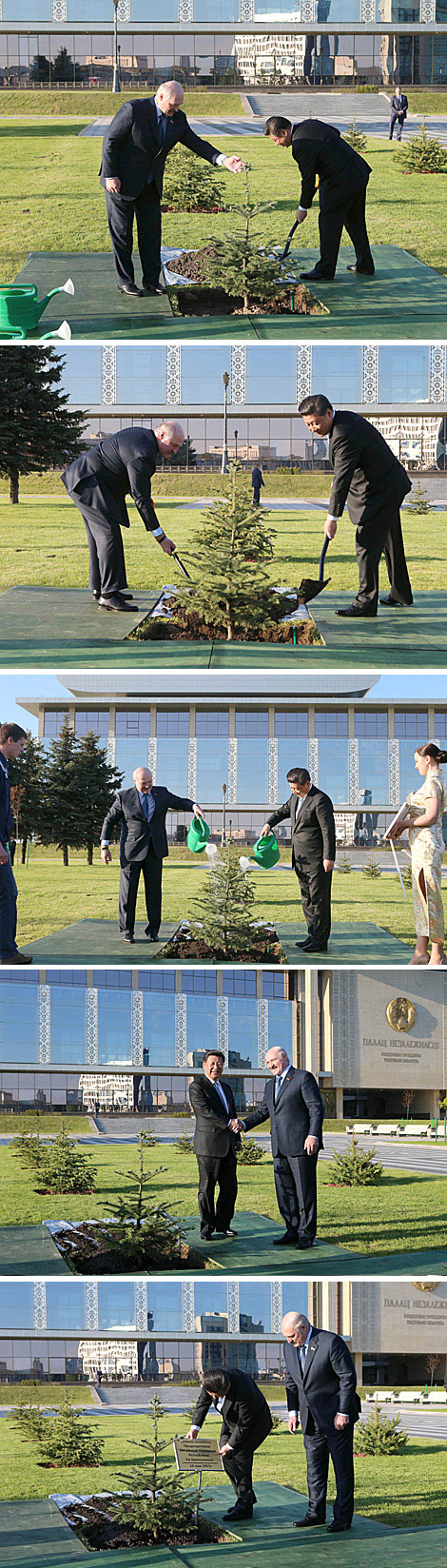Xi Jinping planted a tree at the Alley of Honored Guests near the Independence Palace