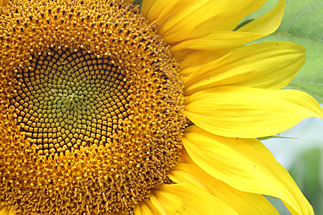 Sunflower in the fields of Grodno region