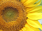 Sunflower in the fields of Grodno region