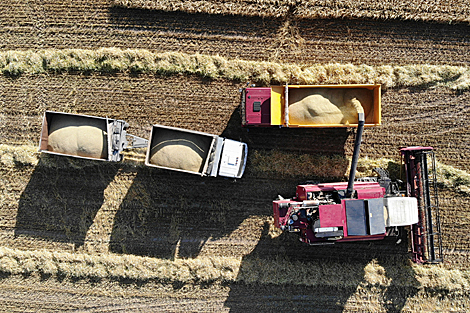 Barley harvesting in Grodno Oblast