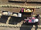 Barley harvesting in Grodno Oblast