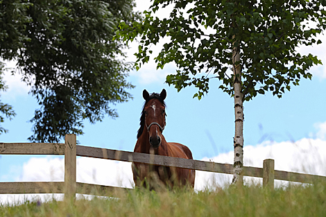 A horse in Ratomka